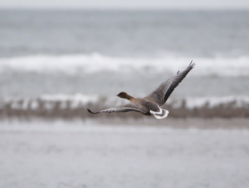 Pink-footed Goose